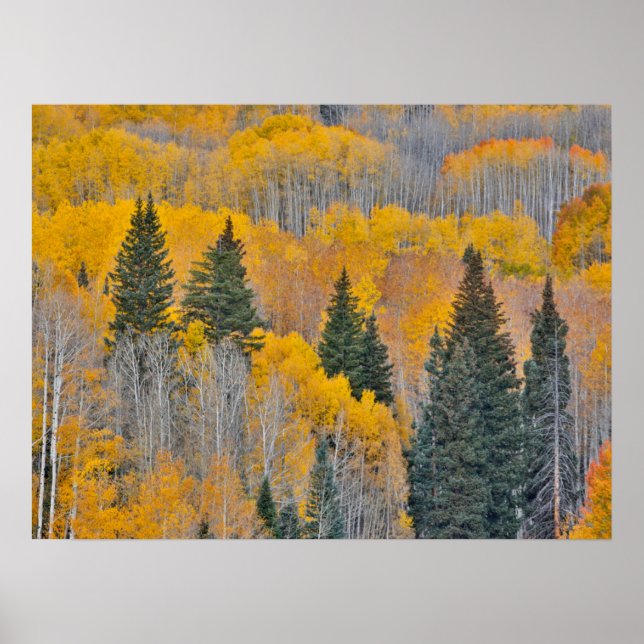 Autumn Colors on Aspen Groves Poster (Front)