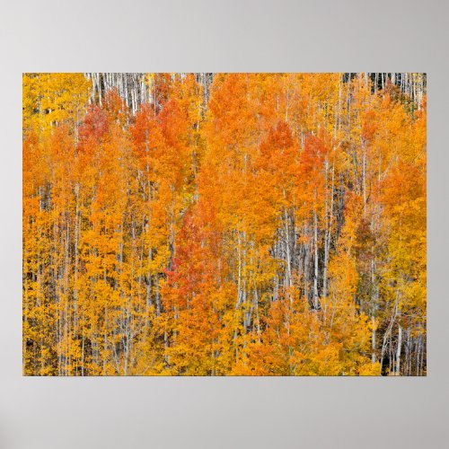 Autumn Colors on Aspen Groves Poster