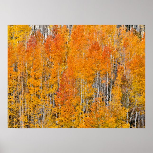 Autumn Colors on Aspen Groves Poster (Front)
