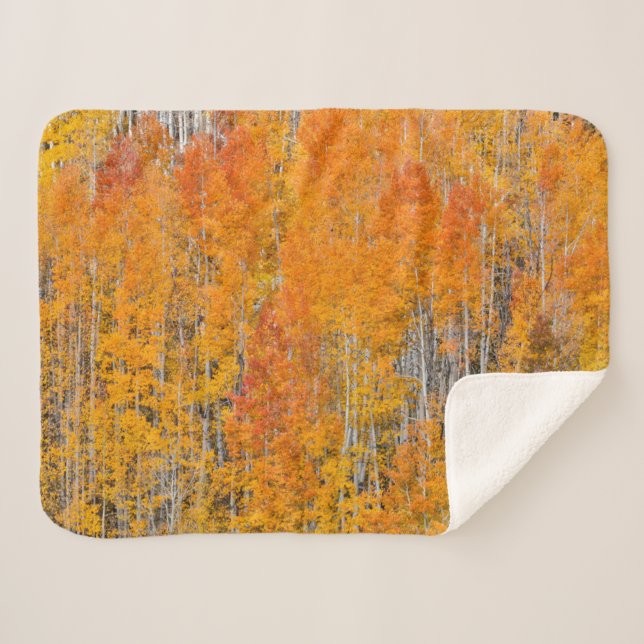Autumn Colors on Aspen Groves Sherpa Blanket (Front (Horizontal))