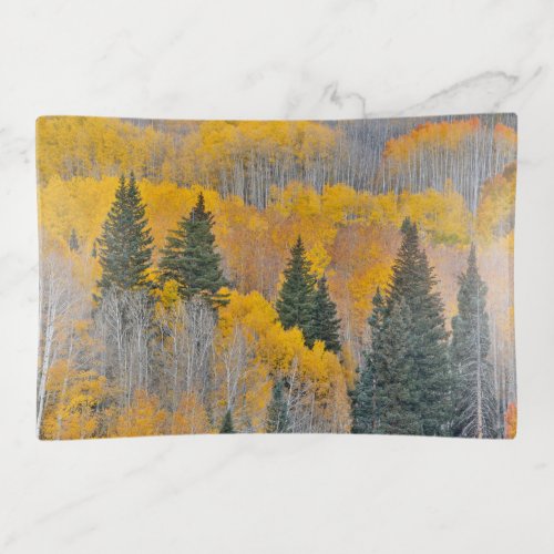 Autumn Colors on Aspen Groves Trinket Tray