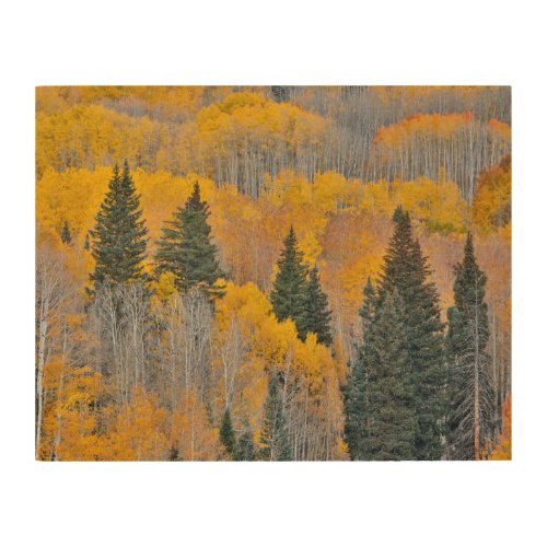 Autumn Colors on Aspen Groves Wood Wall Art