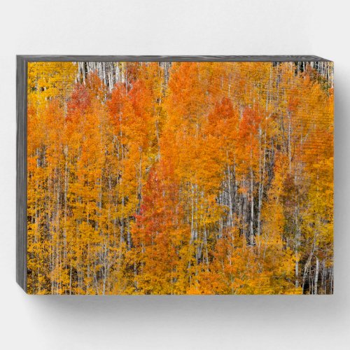 Autumn Colors on Aspen Groves Wooden Box Sign
