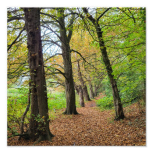 Autumn Colors Photo Print