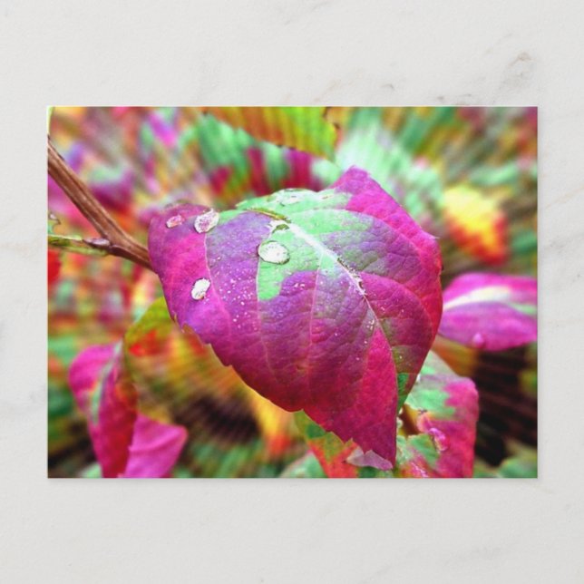 Autumn Colors Postcard (Front)