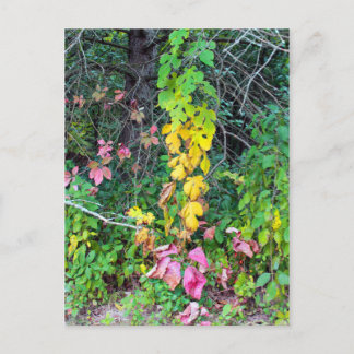 Autumn Colors Postcard