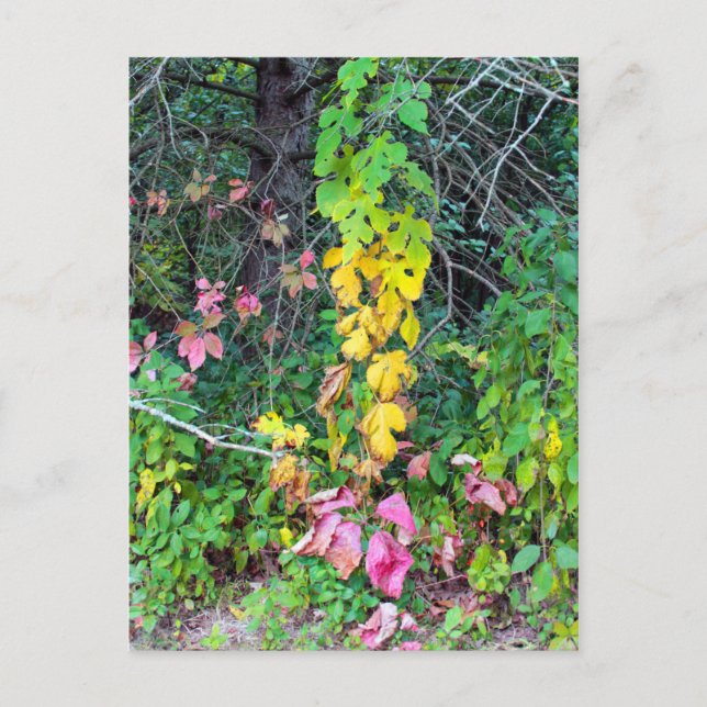 Autumn Colors Postcard (Front)