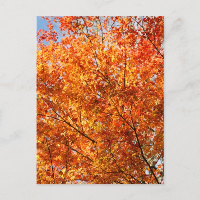 Autumn colors postcard (Front)