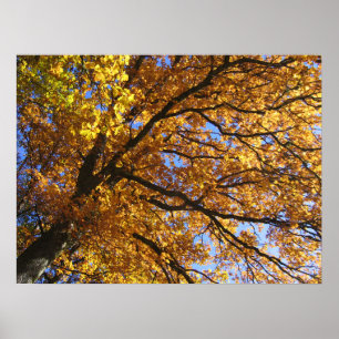 Autumn colors poster
