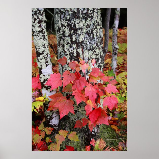 Autumn Colors Poster (Front)