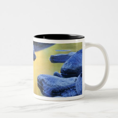 Autumn colors reflected in a wading pool Two_Tone coffee mug