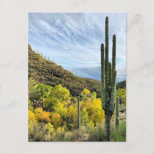 Autumn Colors Saguaro Sabino Canyon Postcard