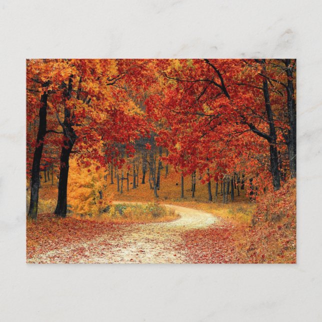 Autumn Colors Scene Postcard (Front)