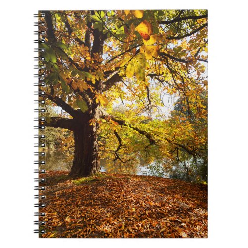 Autumn Colors Tree By Lake Notebook