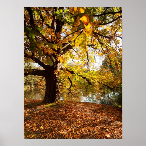 Autumn Colors Tree By Lake Poster