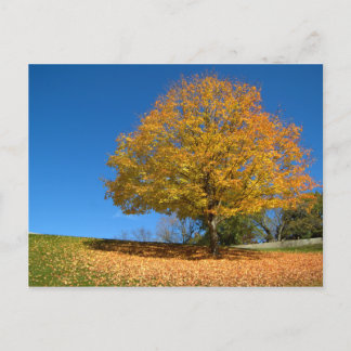 Autumn Colors, West Virginia Postcard