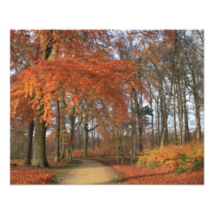 Autumn colours in the woods landscape photo print