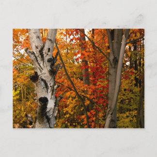Autumn Colours, Northern Ontario Postcard