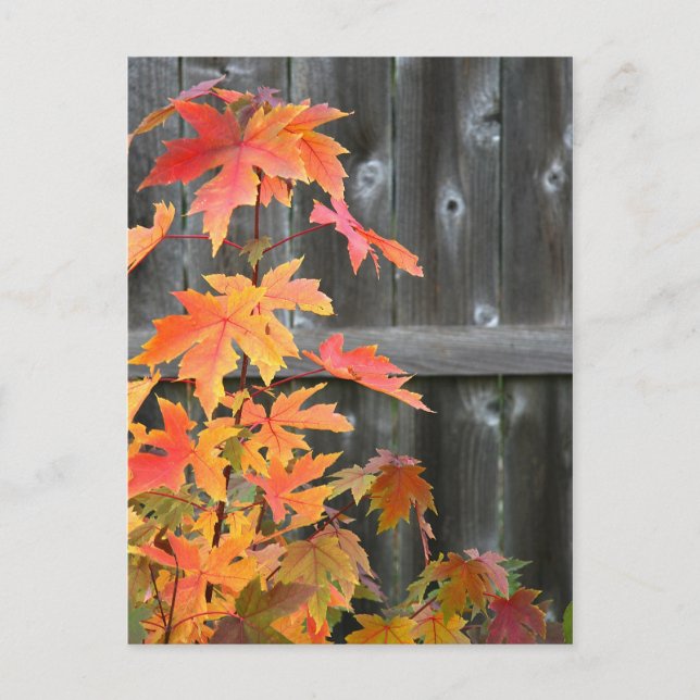 Autumn contrasts postcard (Front)