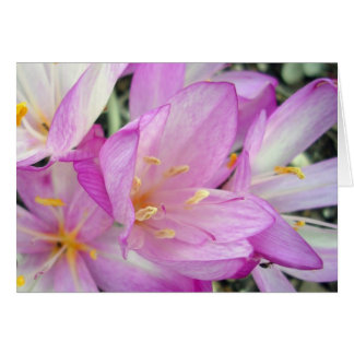 Autumn Crocus Cards