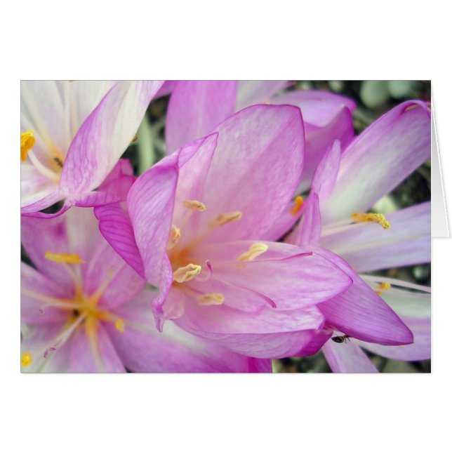 Autumn Crocus Cards (Front Horizontal)