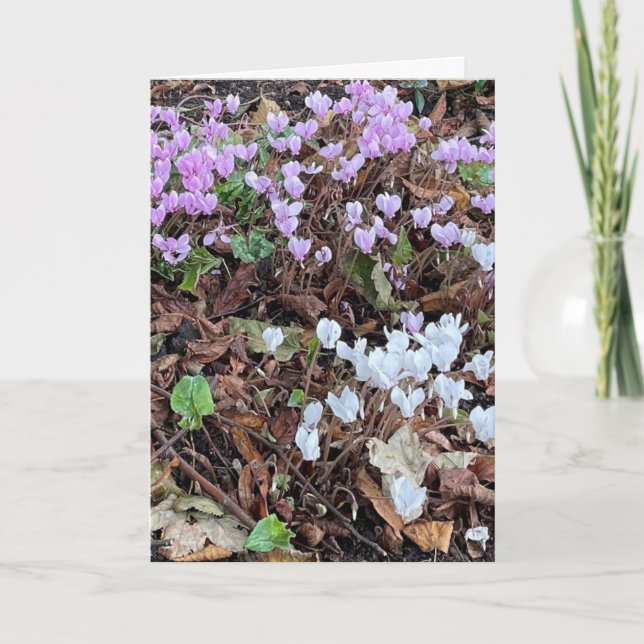 Autumn Cyclamen amongst Leaves Blank Card (Front)