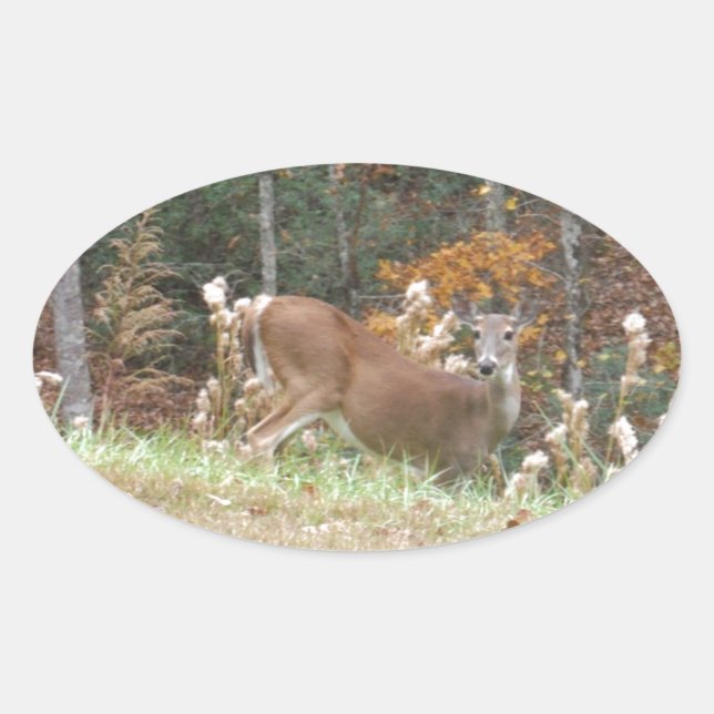 Autumn Deer in Lake Arrowhead GA Oval Sticker (Front)