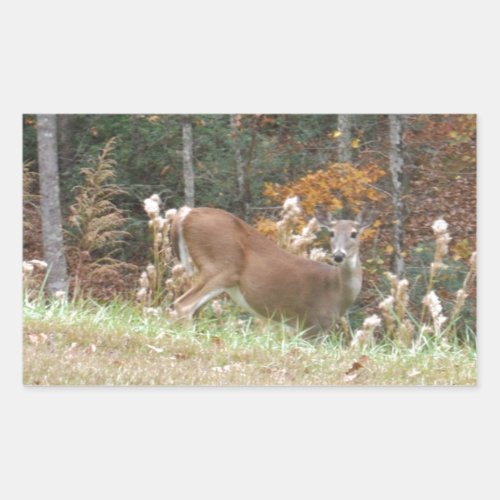 Autumn Deer in Lake Arrowhead GA Rectangular Sticker