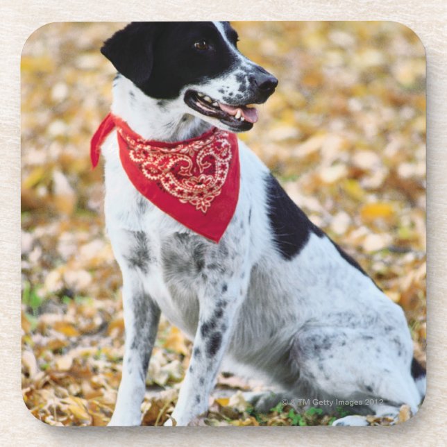 Autumn Dog Beverage Coaster (Front)