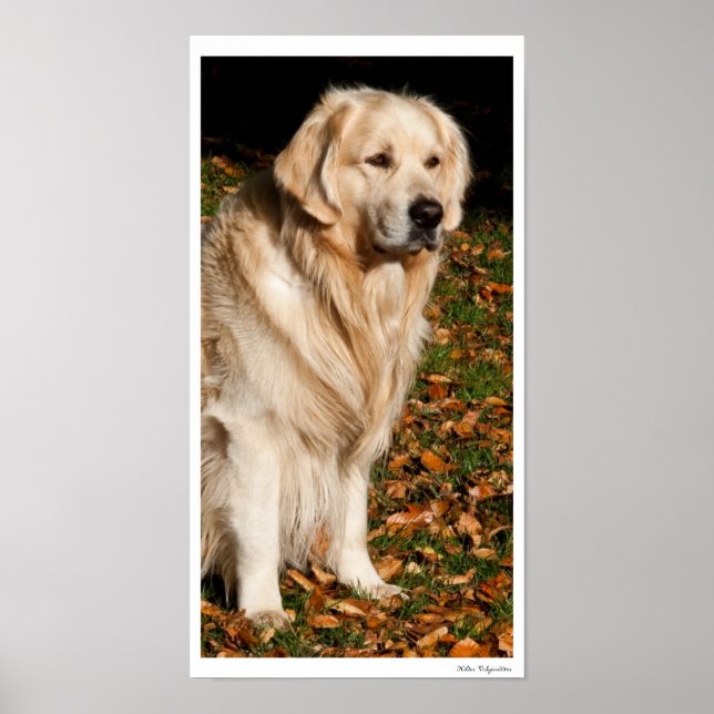 Autumn dog poster (Front)