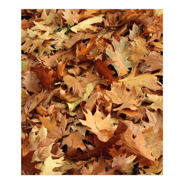 autumn, dry leaves photo print (Front)