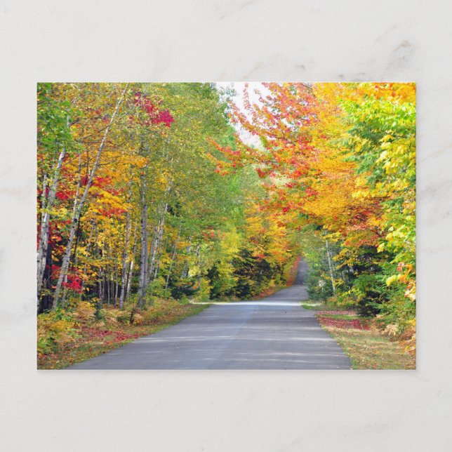 Autumn Fall Colors Road Quebec Canada Postcard (Front)