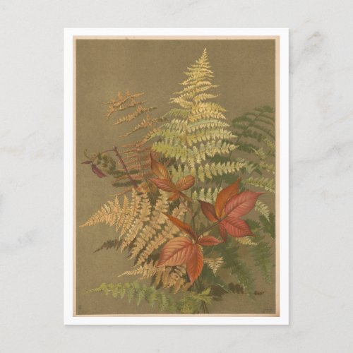 AutumnFall Ferns and Foliage Postcard