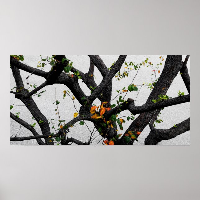 Autumn Fall Tree Branches Poster (Front)