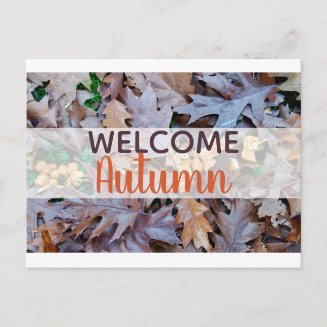Autumn fallen leaves brown foliage holiday postcard (Front)