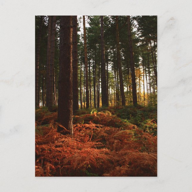 Autumn Ferns Postcard (Front)