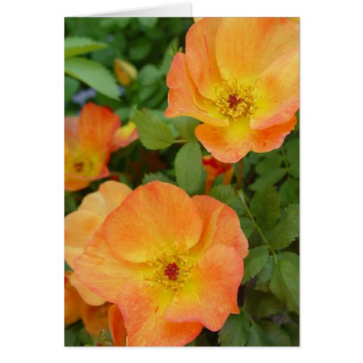 Autumn Flame Roses Card (Front)