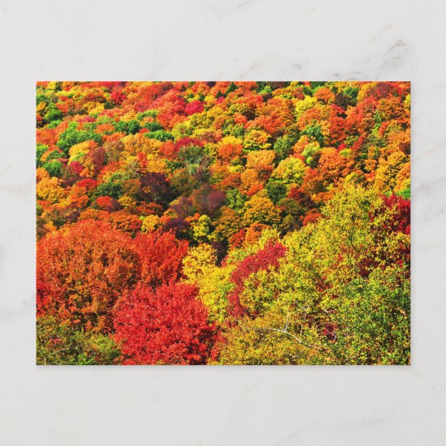 Autumn Foliage 2024 Calendar on Back Postcard