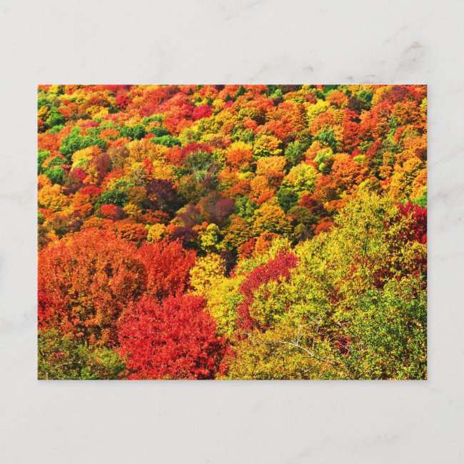 Autumn Foliage 2025 Calendar on Back Postcard