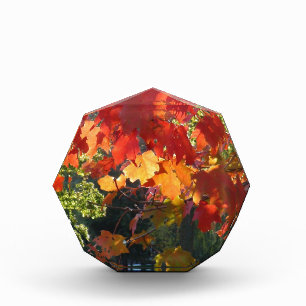 Autumn Foliage Award