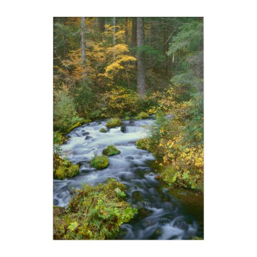 Autumn foliage  Douglas Fir Border Roaring River Acrylic Print
