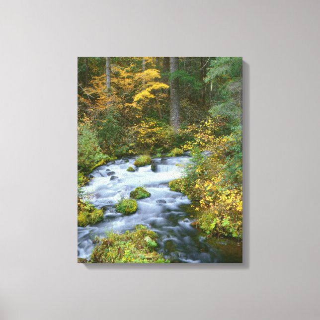 Autumn foliage & Douglas Fir Border Roaring River Canvas Print (Front)