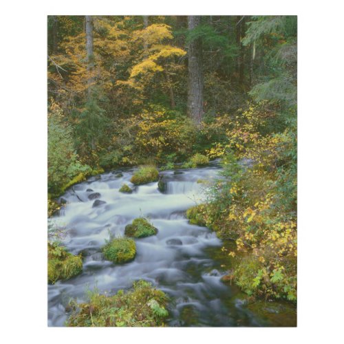 Autumn foliage  Douglas Fir Border Roaring River Faux Canvas Print