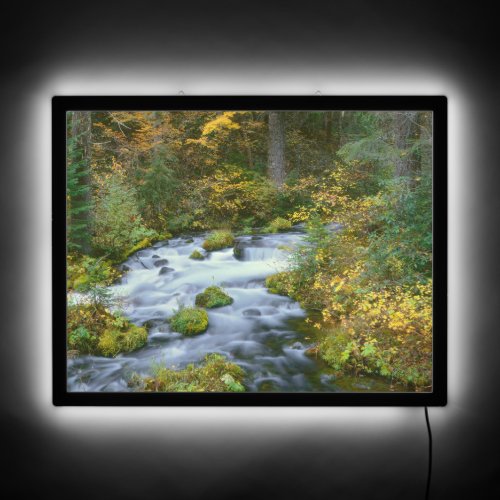 Autumn foliage  Douglas Fir Border Roaring River LED Sign