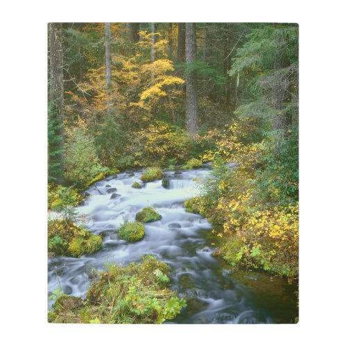 Autumn foliage  Douglas Fir Border Roaring River Metal Print