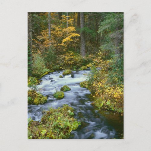 Autumn foliage  Douglas Fir Border Roaring River Postcard
