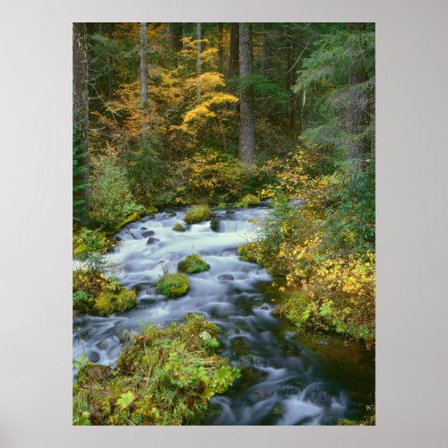 Autumn foliage  Douglas Fir Border Roaring River Poster