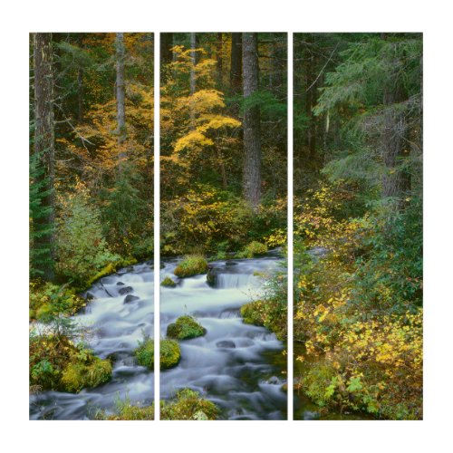 Autumn foliage  Douglas Fir Border Roaring River Triptych