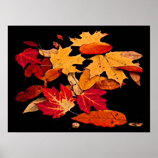 Autumn Foliage in Red Orange Yellow Brown Poster (Front)