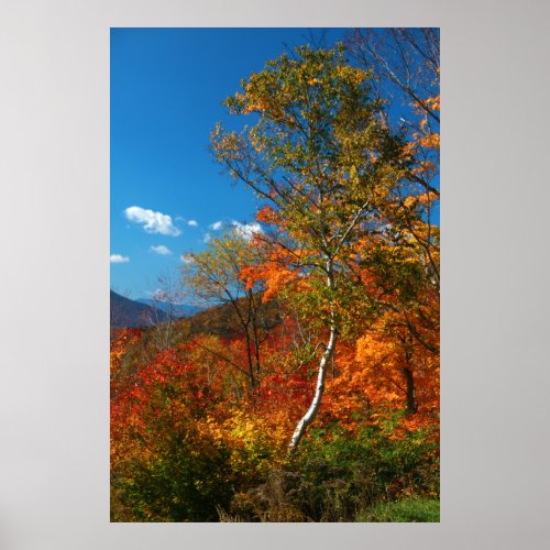 Autumn Foliage Poster